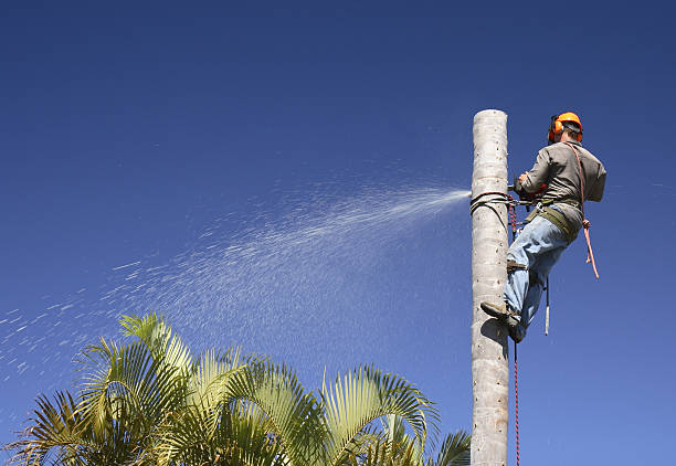 How Our Tree Care Process Works  in  Saco, ME